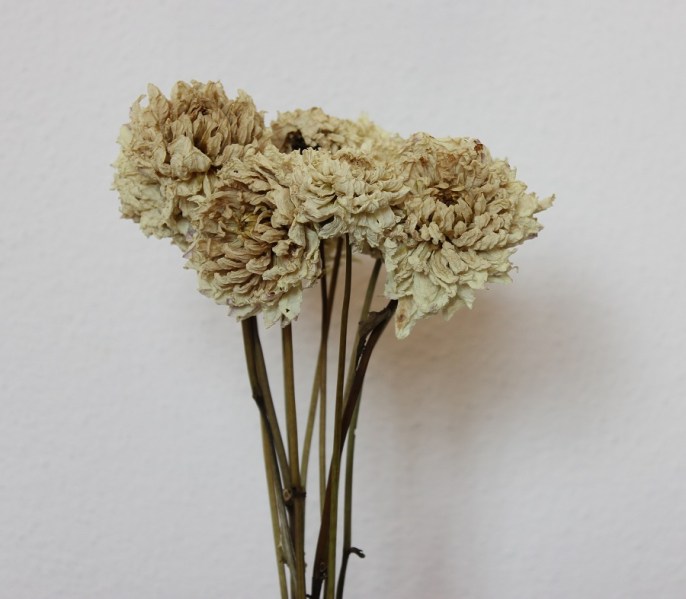 biele dalie 2 detail